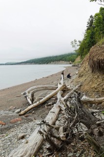 Driftwood on the beach