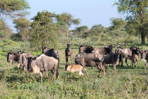 Wildebeest