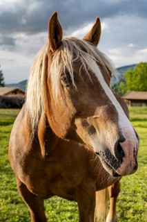 Haflinger horse