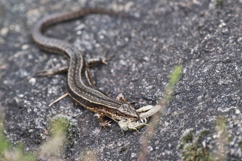 Viviparous lizard