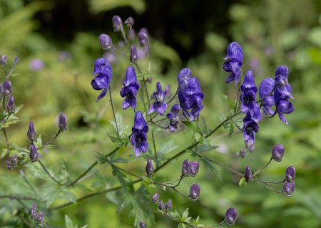 Garden monkshood