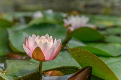 Water lily blooming in a pond. Bas-Rhin