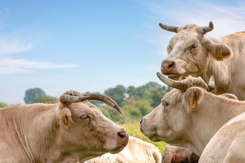 Charolais cattle