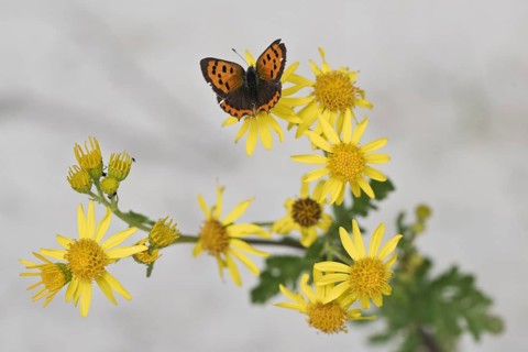 Small copper