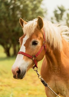 Beautiful brown horse outdoors