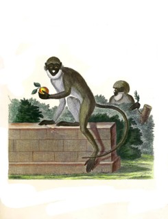 Mammals