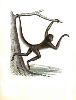 Mammals ater
