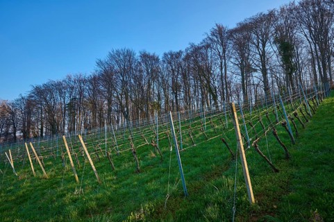 Vineyards