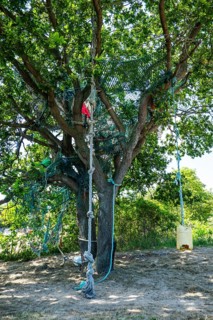 Tree with ropes to climb and swing