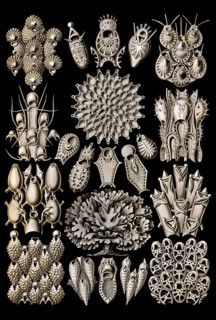 Bryozoa