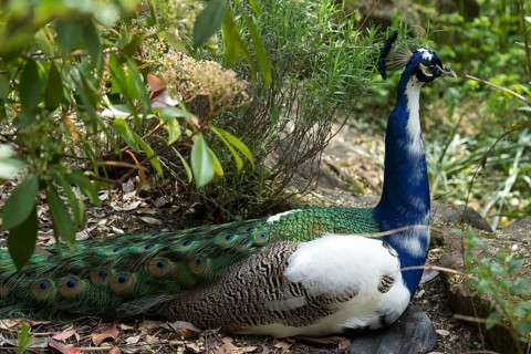 Sitting peacock