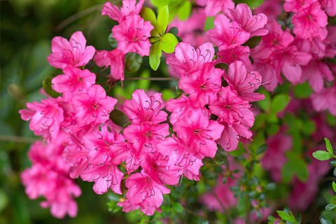 Blossoms of the azalea