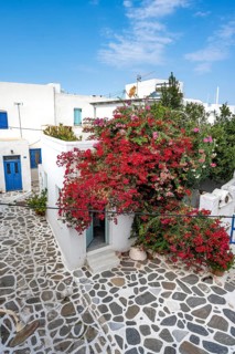White Cycladic houses with red bougainvillea