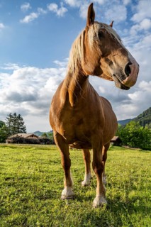 Haflinger horse