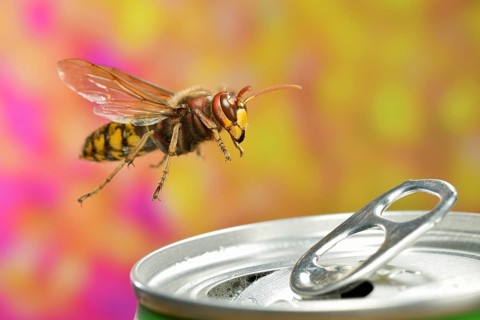 European hornet