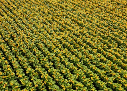 Drone photo