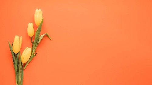 Yellow tulip flowers orange table