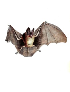 Mammals