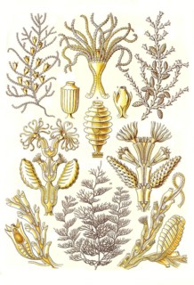 Sertulariae