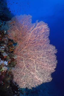 Giant sea fan