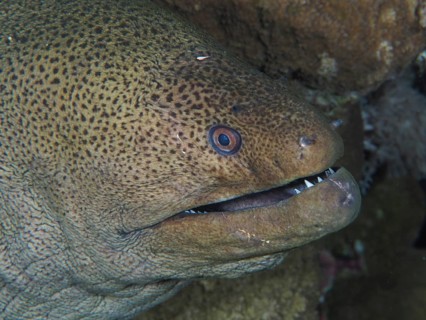 Close-up of giant moray