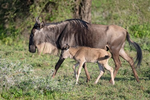 Wildebeest