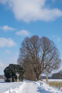 Natural monument Dicke Lime tree