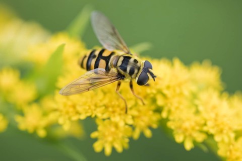 Dead head fly
