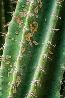 (Cereus) hildmannianus aka Queen of the night cactus close up texture