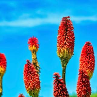Colourful torch lilies