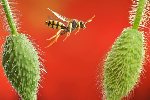 Field wasp bee