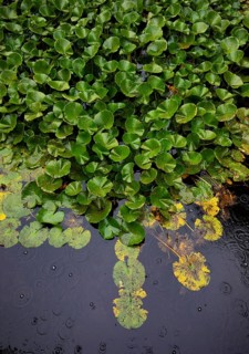 Water lily petals in the pond