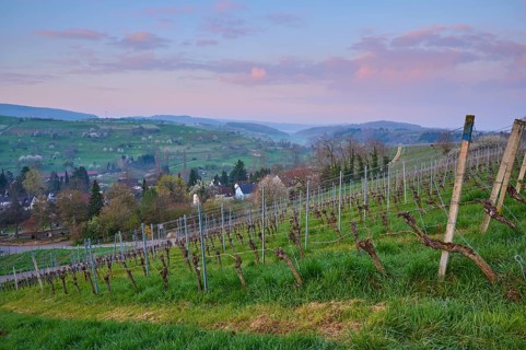 Vineyards