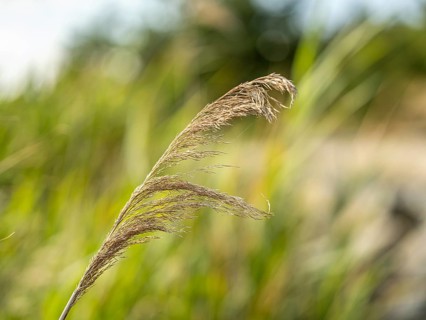 Common reed