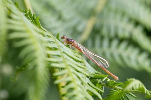 Small red damselfly