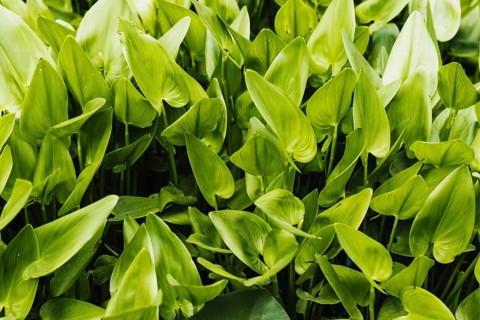 Green water hyacinth background