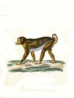 Mammals