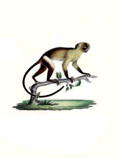 Mammals