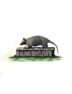Mammals