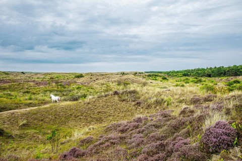 A white horse in the dunes of Terschelling