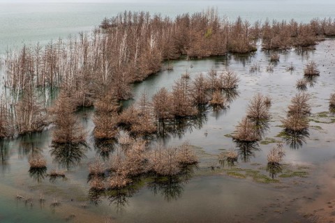Trees in Lake Sedlitz