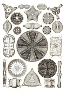 Diatomea