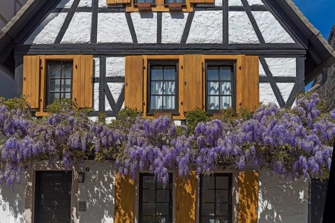 Flowering wisterias