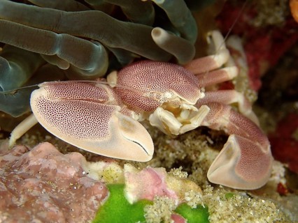 Spotted Porcelain Crab