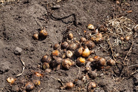 Potato field
