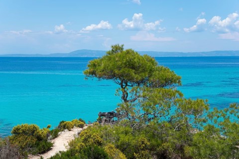 Tree on the precipice in front of tuetkis coloured sea