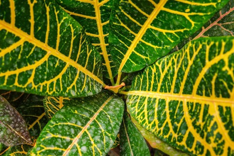 Garden croton aka variegated croton