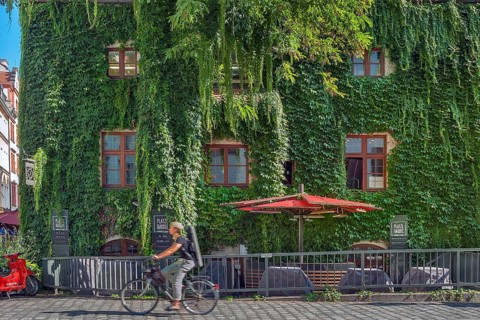 Overgrown facade at the Platzl-Karree with vine
