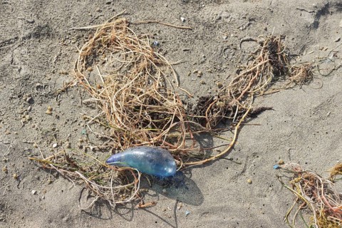 Portuguese man o' war