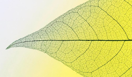 Top view transparent leaf